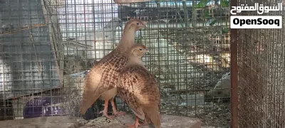 مجموعة طيور للبيع 2