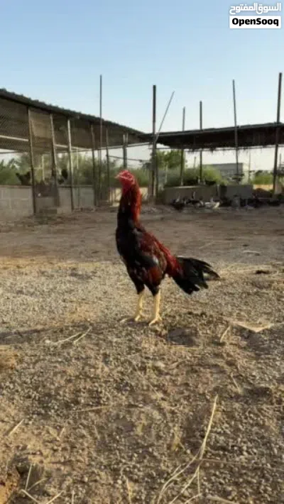 طير للبيع بتشو 2