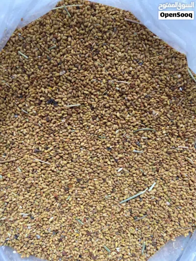 بذر قتل للبيع عمر أكثر من أربع سنوات 2