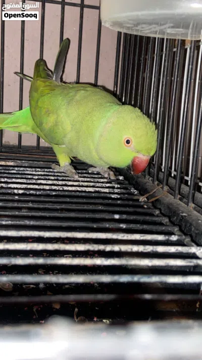 undefined 4