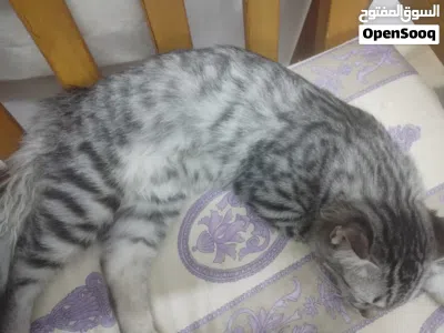 شيرازي و قطا امريكيه 3