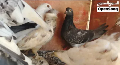 للبيع حمام عاديات اقرا الوصف تحت 3