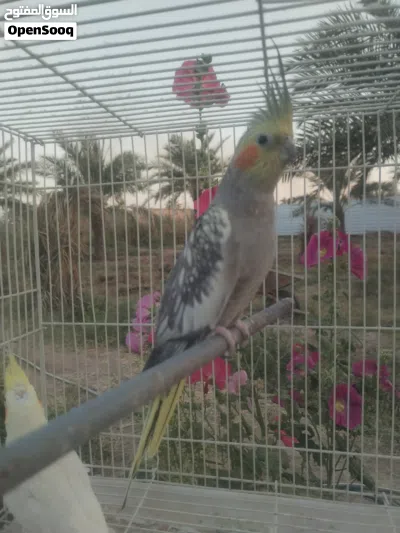 متاح كوكتيل ايزبيل نثيه 2