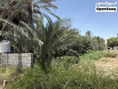 صحار الهمبار 4