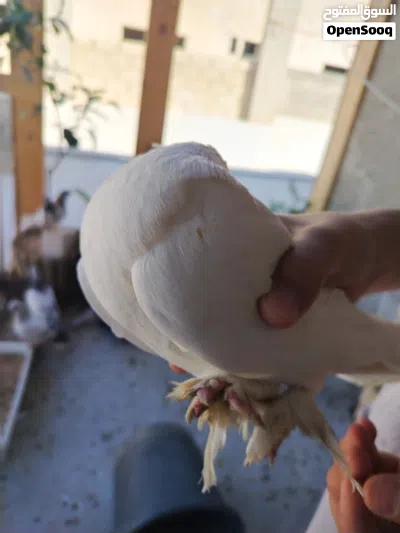 حمام للبيع ما يقارب 20 جوز 2
