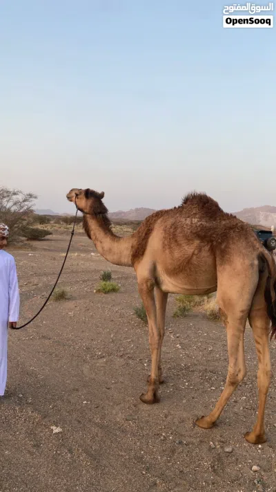 ابوها شاهين العزوم بعير حموده الضاهري 3
