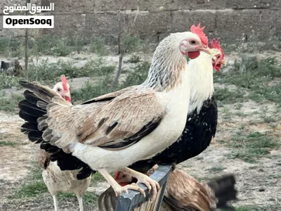 بيع بيض دجاج دندرواي 2