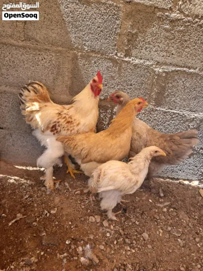 للبيع دجاج كوشن العملاق 2