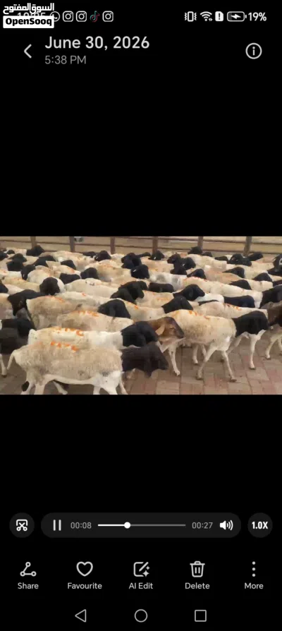 وزن 12. 11 تواصل معانا 41 ريال بيع بلجمله 4