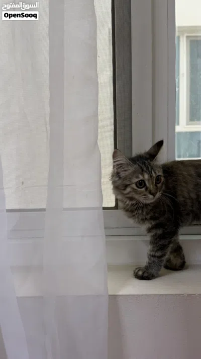قطة منزلية كيوتة: Domestic Longhair 3