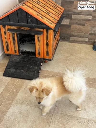 pomeranian puppy 3