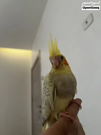 كوكتيل مروض 2