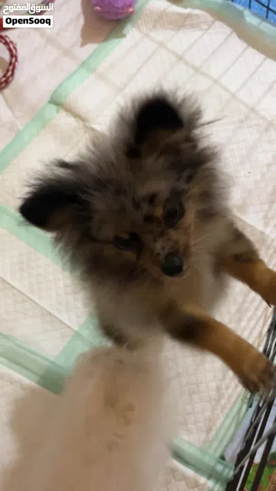 Bichon and pom بيشون فريز و بومرينين يحبون يلعبون ويوصخون ع البادز الواحد2500وقابل التفاوض للجاد 2