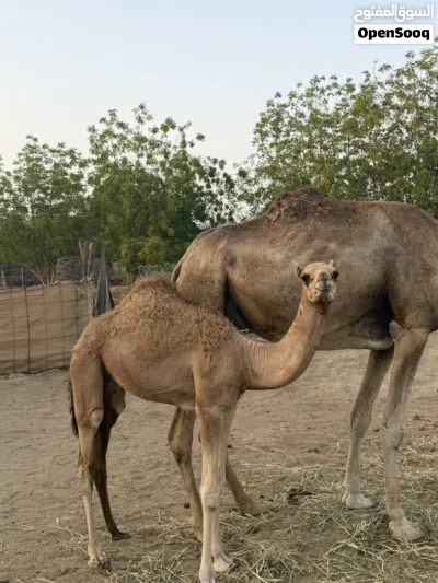 للبيع عزوف تحتها قعود سمين 2