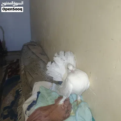 حمام عروسه الزوج 2