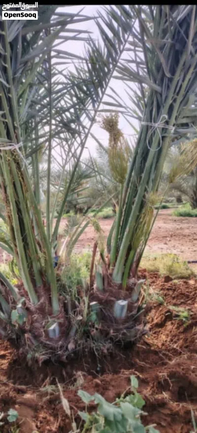 نخيل من النواع الجيده والمثمره للبيع توصيل شامل جميع المناطق 3