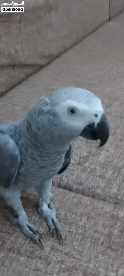 ببغاء زنجبارى 2