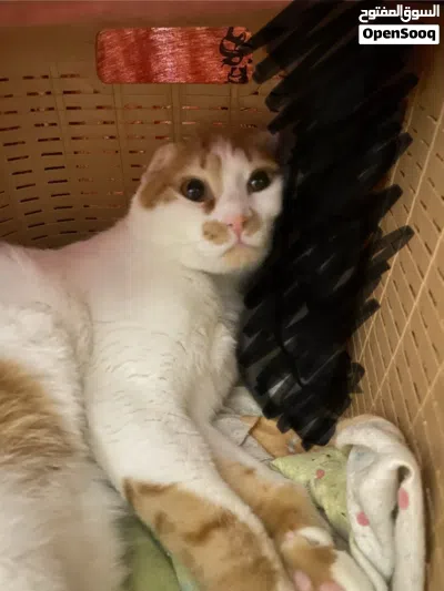CAT FOR ADOPTION 3