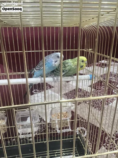 طيور حب للبيع 4