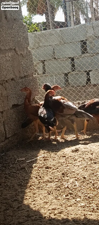دجاج باكستاني اصل بنجابي 4