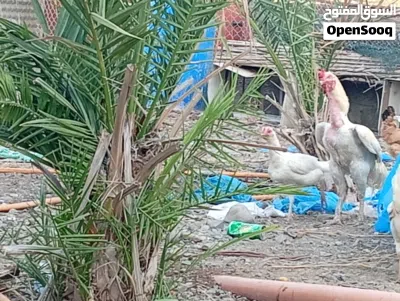 دجاج البيع لو البدل زوج اببص 2