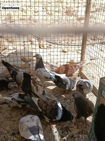 حمام للبيع 4