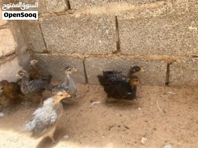 المكان ورشفانه الزاهراء 8جمله بطرف 9 3