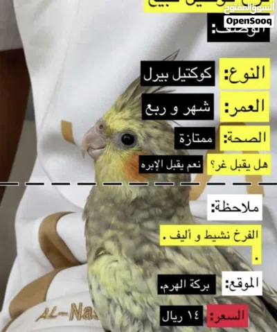 ببغاء للبيع 2