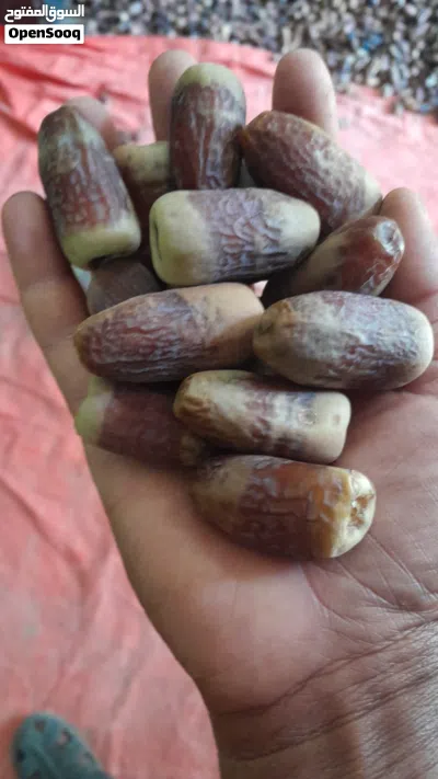 تمر نغال محقب. عبري. انتاج جديد 2