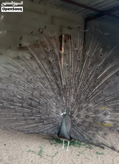 طاوس هندي2026جميع انواع الطاوس الهندي والفرعوني متوفر يوجد الوان متعددة وازواج 4