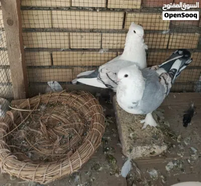 شباب ستلايت الاج خط اول ونقيات درجه اولا يردن يبيضن بيع او مراوس الوصف ضروري 4