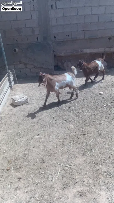 جديان للبيع مشاء الله 4