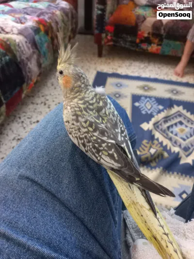 جبل اللويبدة او العبدلي 3