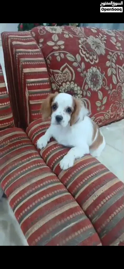 Charles king cavaliers 3-and half moths male and female available 3