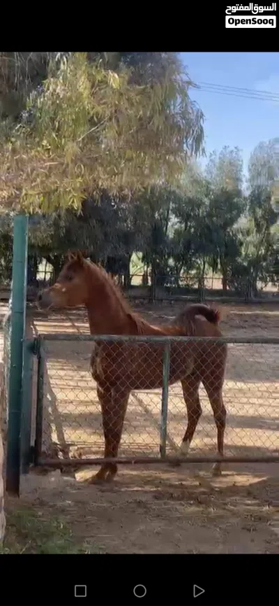 مهرة عربية فل مستقبل قوي مسجلة 3