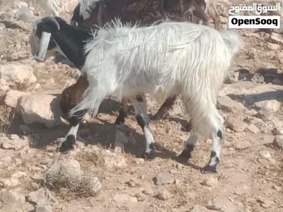 عنز معها شعريه العنز اول ولده الها 2