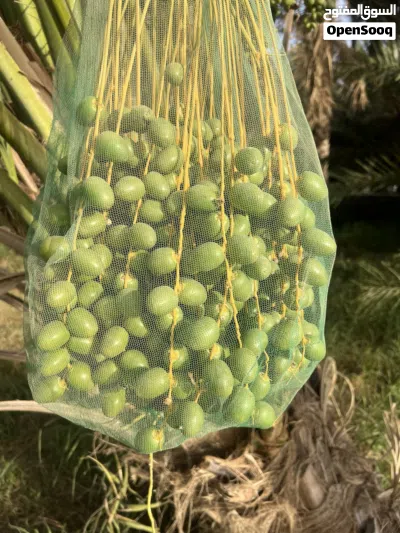 مزرعة نخيل 2