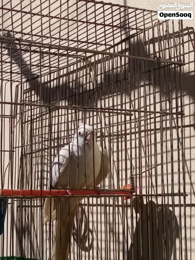 فحل كوكتيل البينو ابيض عين سودا ما شاء الله فحل حامي بصفر نغمات 2