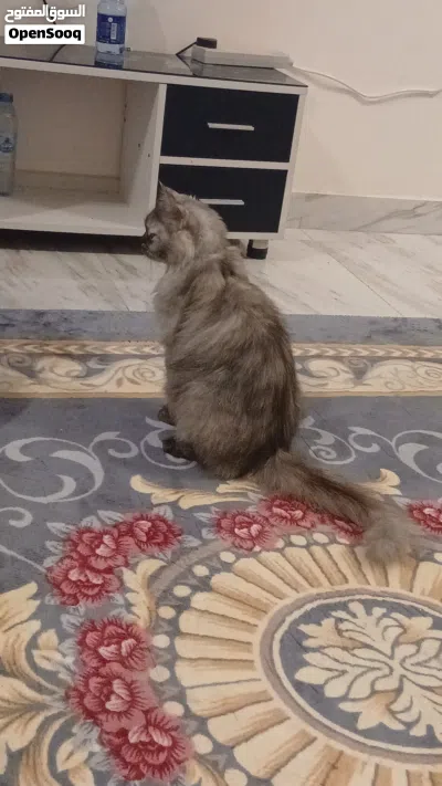 قطه شيرلزيه انثئ اليفه جدا 4