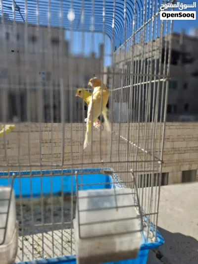 جوز كنار بناديق 2