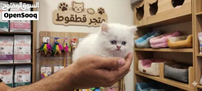 هملايا اورنج بوينت 2