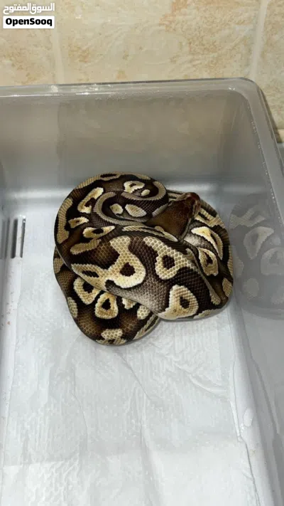 ball pythons 4