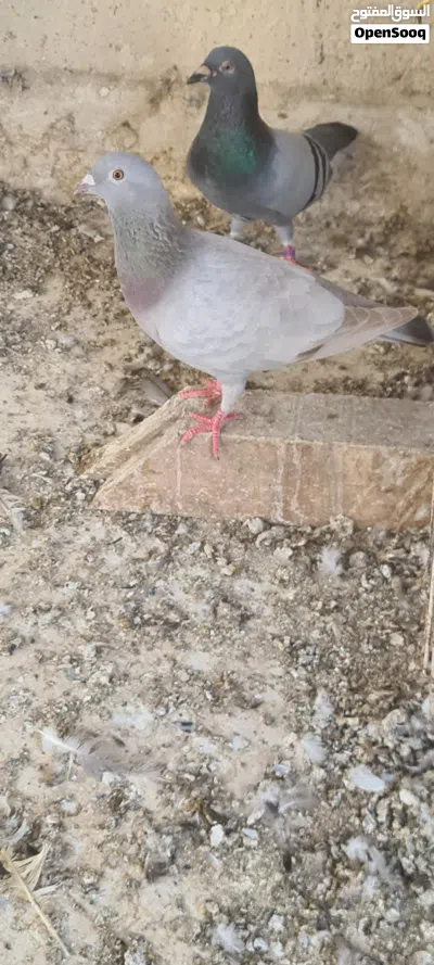 للبيع حمام زاجل 2