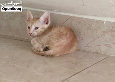 للتبني قطه فارسيه و 3 من عيالها adoption 4