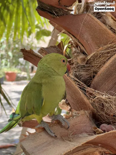 بغبغا الدره 2