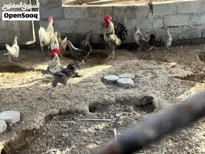 دجاج فرنسي بياض 2