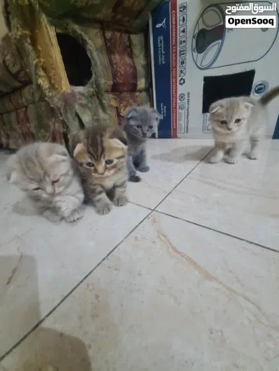 قطط سكوتش دبل فولد kittens scottish double fold 2
