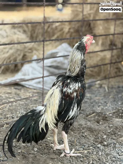 الوصف مهم للبيع الطير الجاوا ع 30 2