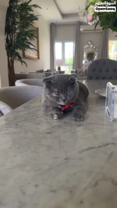Scottish fold mix British shorthair cat for sale 4