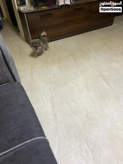 كلب لعوب فصيله دم روسي نقي بوبريان صديق الانسان 3